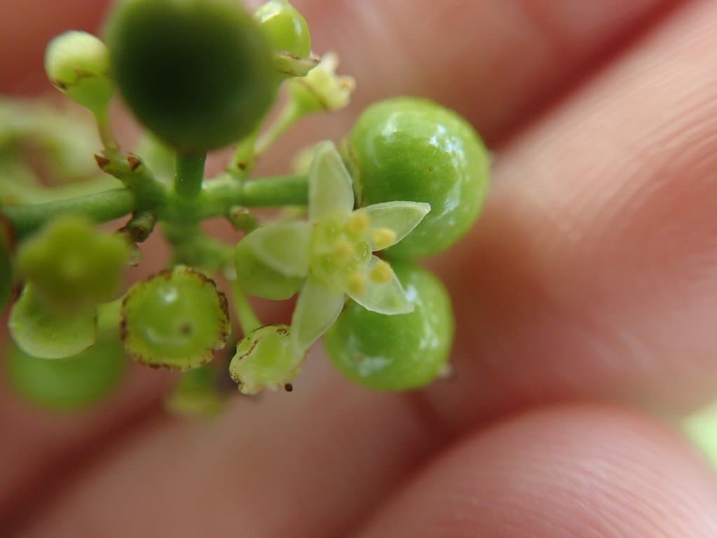 Ampelopsis japonica (Thunb.) Makino