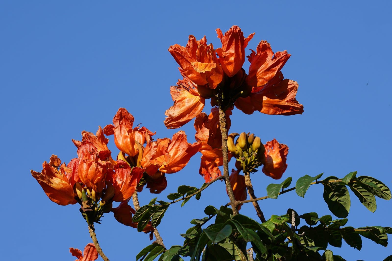 Spathodea campanulata Beauverd