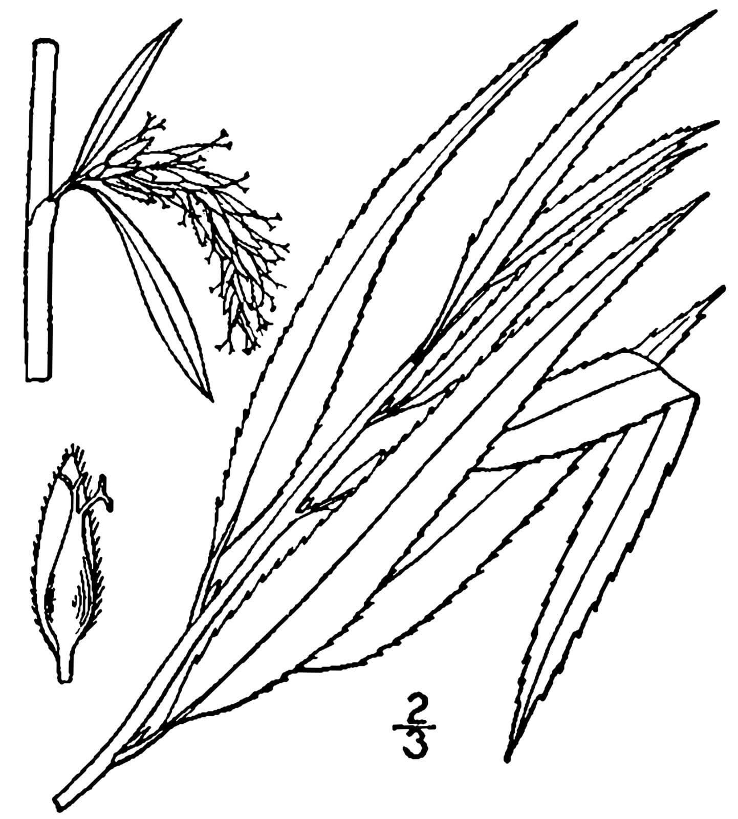 Salix ×pendulina Wender.