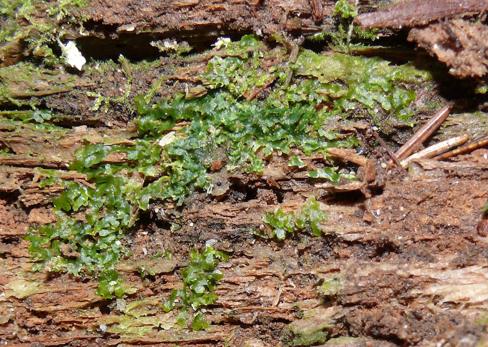 Riccardia latifrons (Lindb.) Lindb.