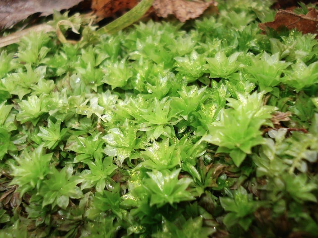 Dialytrichia mucronata (Brid.) Broth.