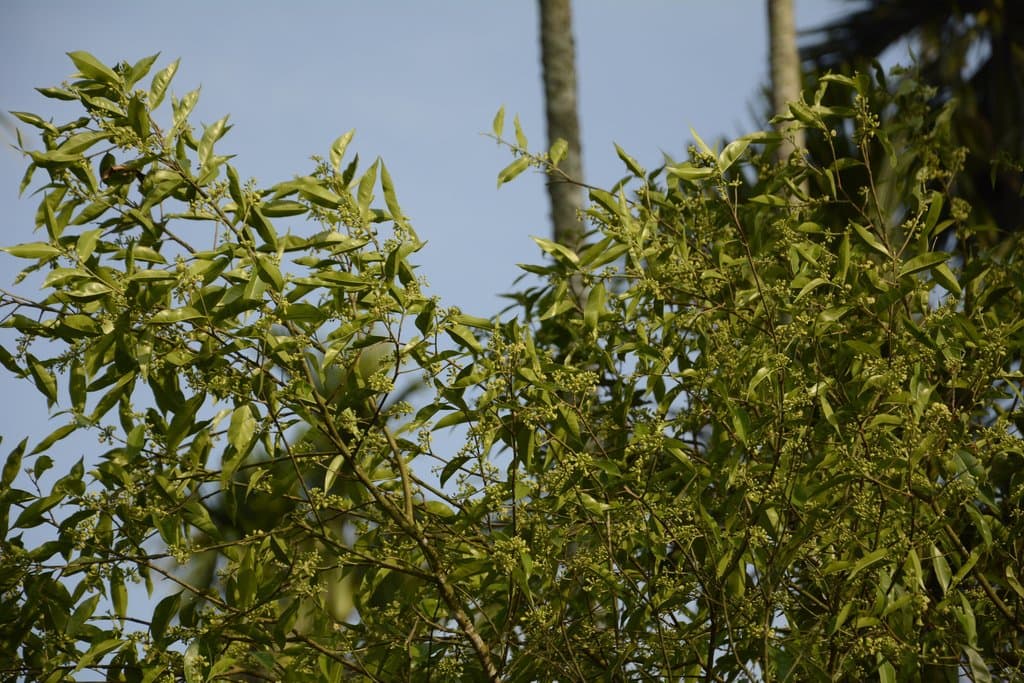 Aquilaria malaccensis Lam.