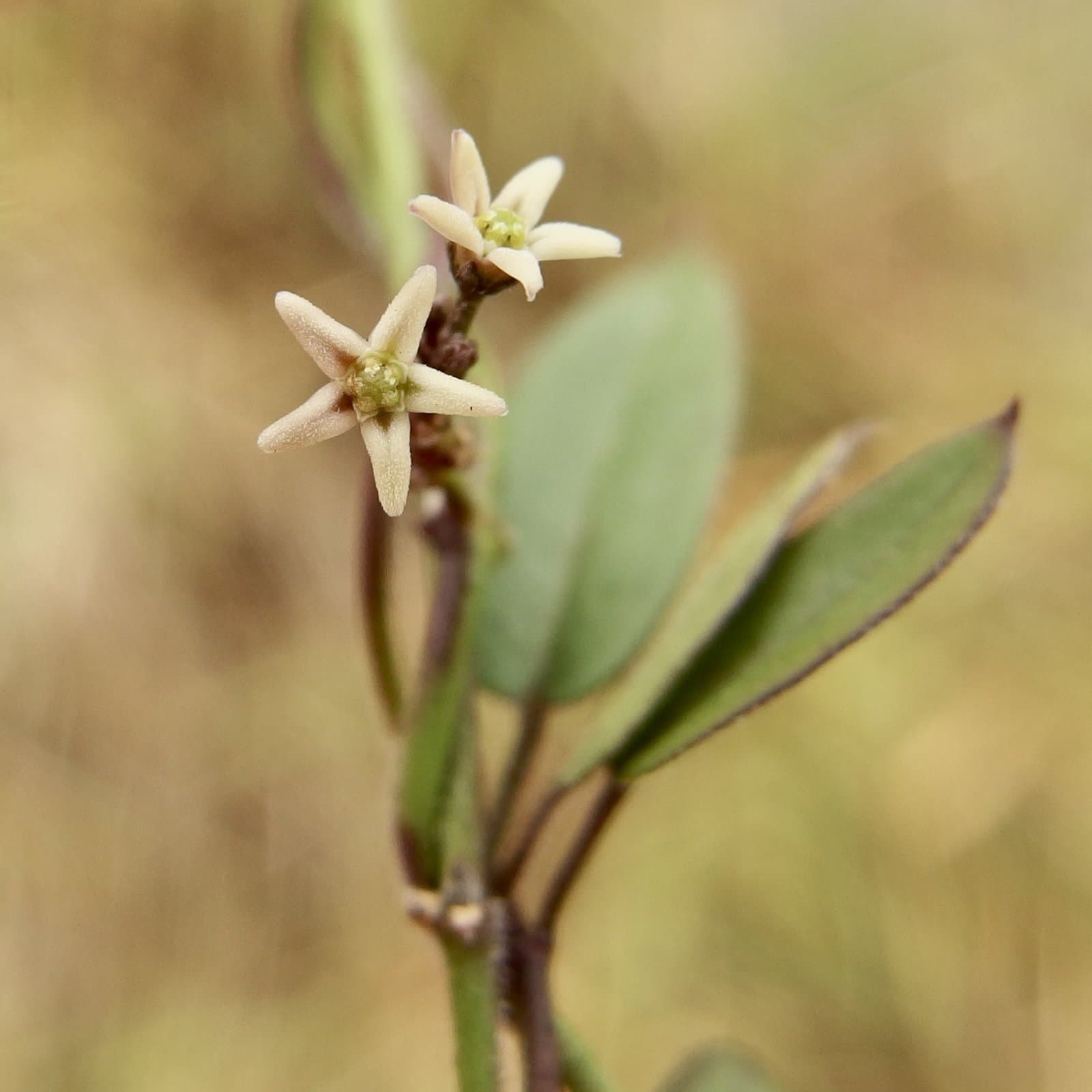 Metastelma cuneatum Brandegee