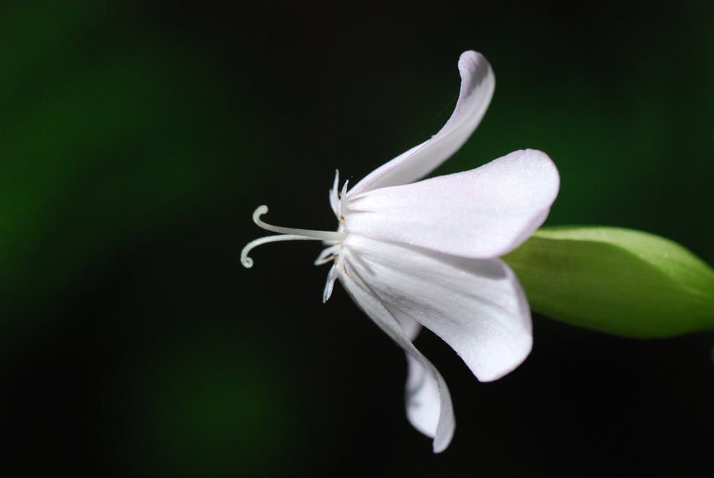 Silene dichotoma Ehrh.