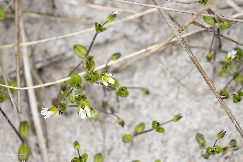 Cerastium diffusum Pers.