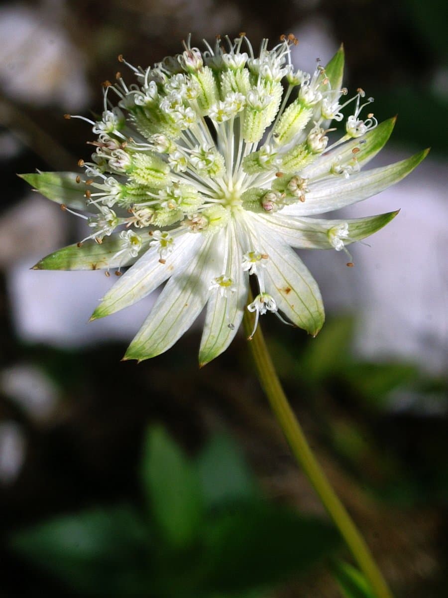 Astrantia bavarica F.W.Schultz