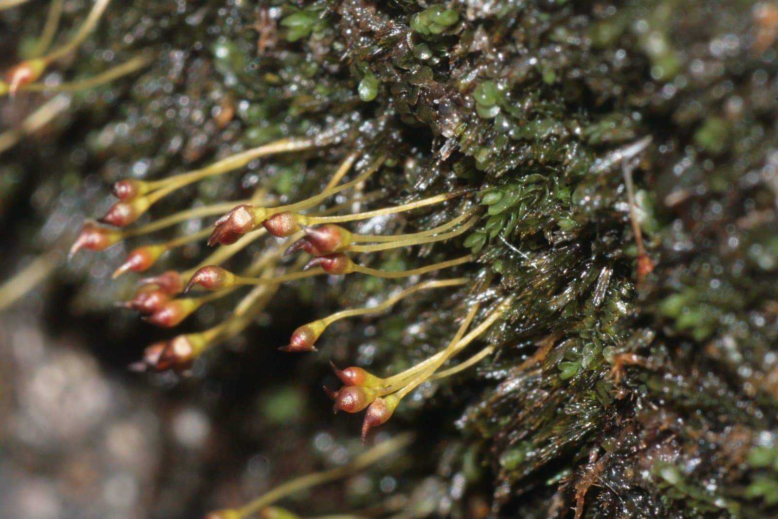 Seligeria trifaria (Brid.) Lindb.