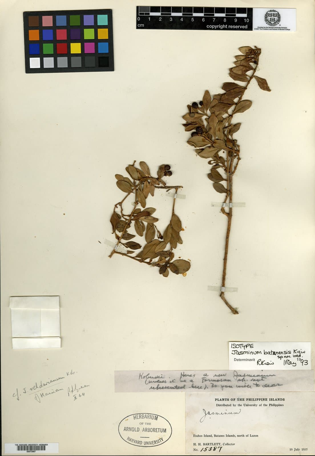Jasminum batanensis Kiew