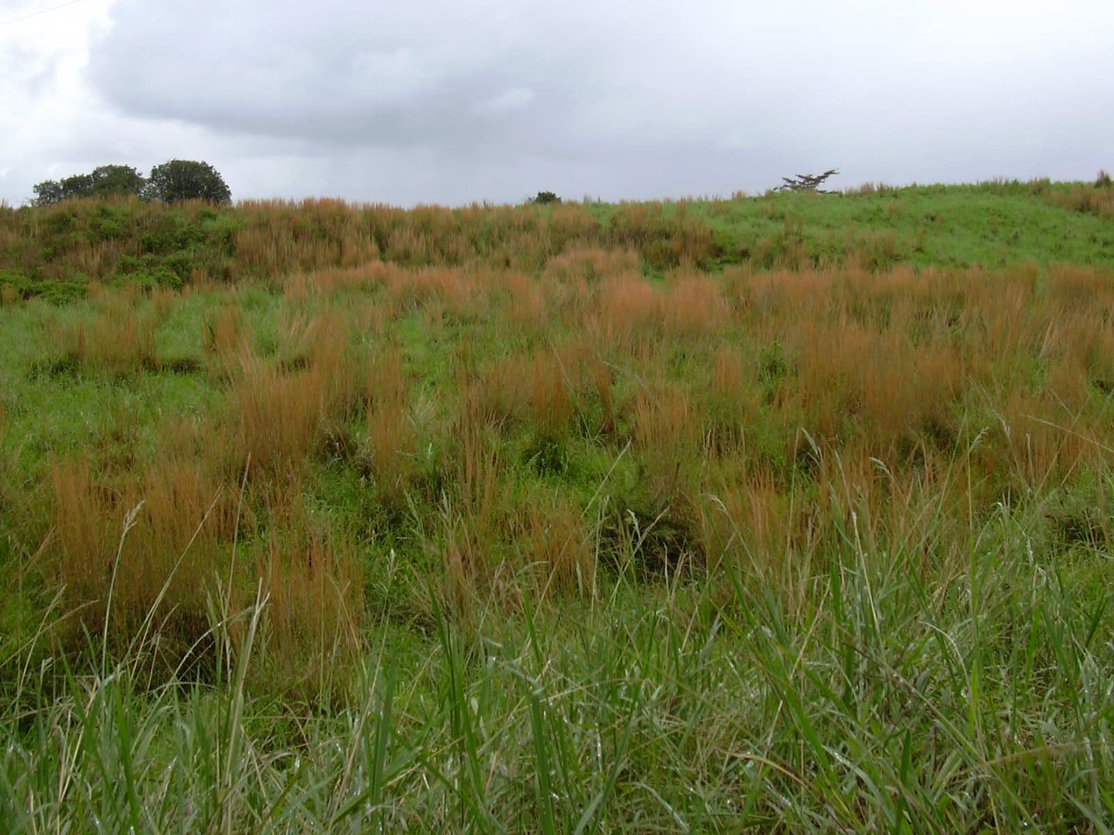 Andropogon virginicus L.