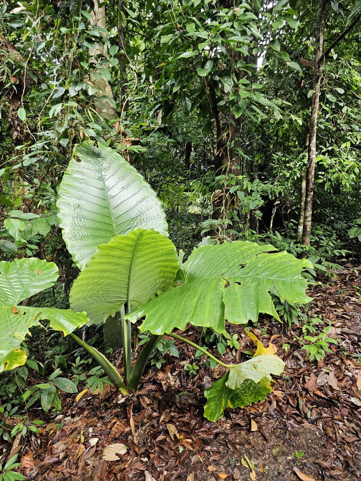Alocasia robusta M.Hotta