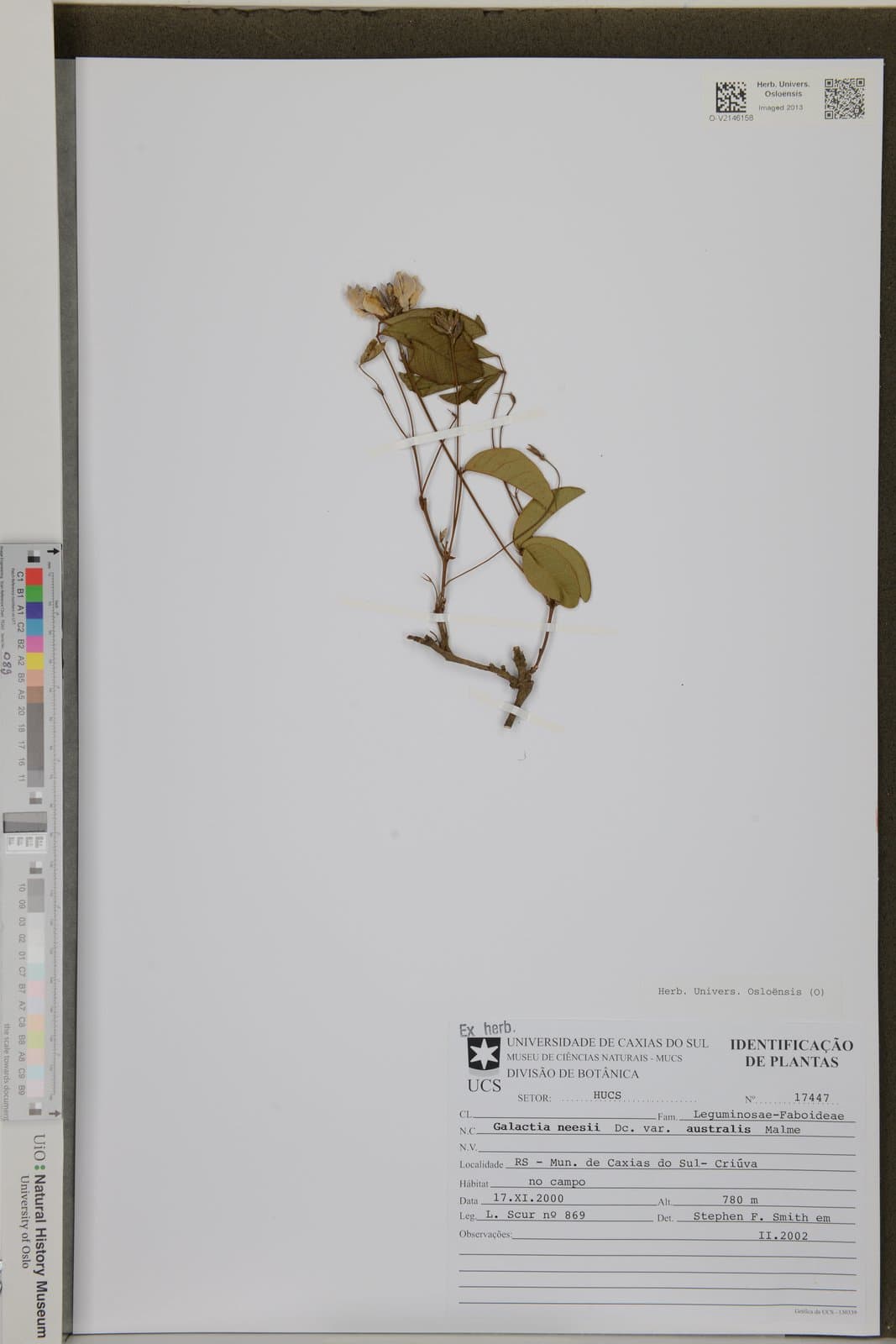 Betencourtia neesii (DC.) L.P.Queiroz