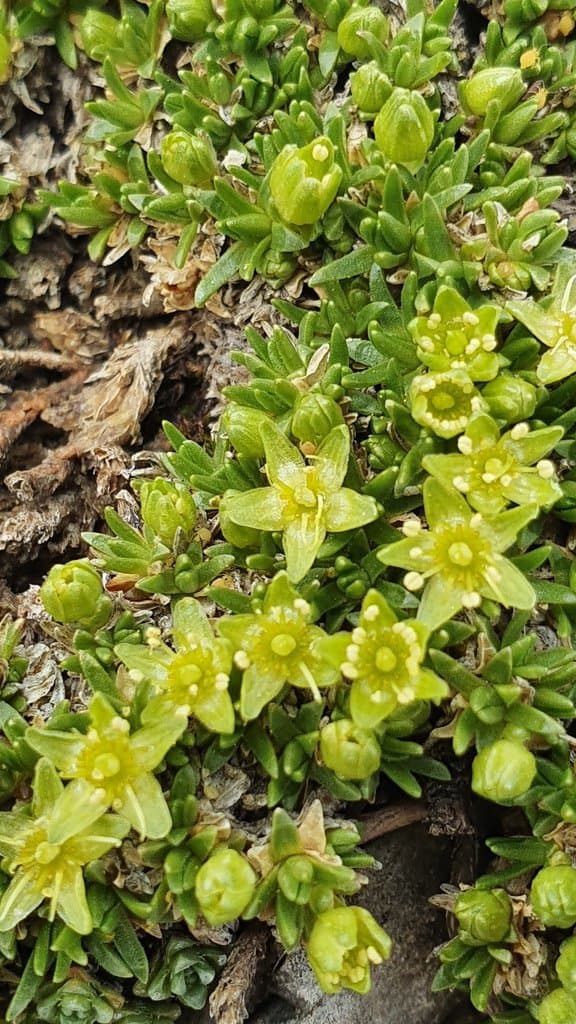 Cherleria sedoides L.