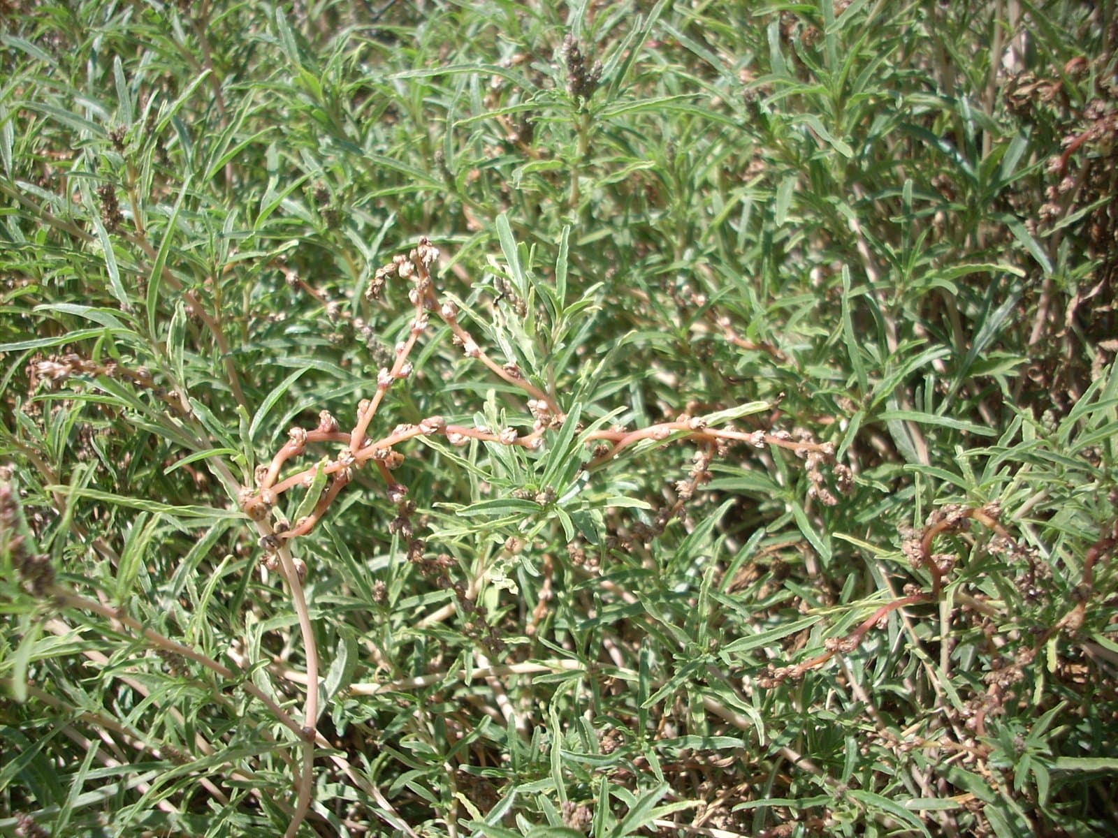 Amaranthus muricatus (Gillies ex Moq.) Hieron.