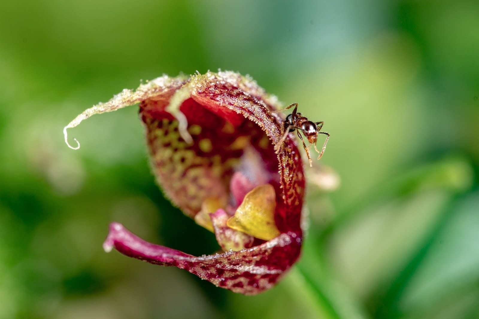 Scaphosepalum rapax Luer