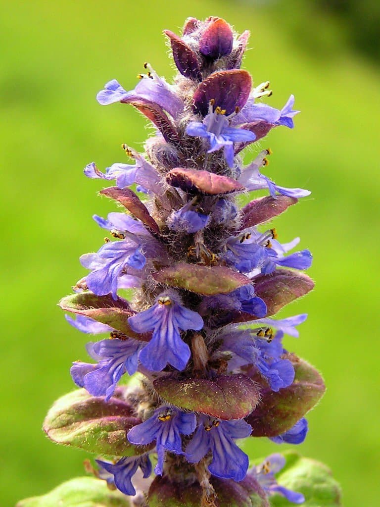 Ajuga reptans L.