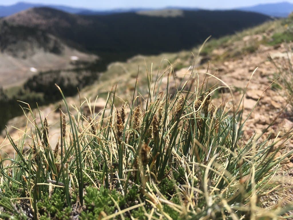 Carex rupestris All.