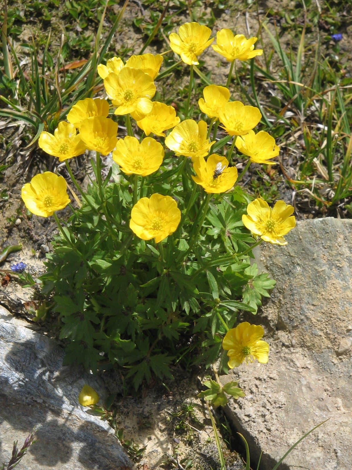 Ranunculus montanus Willd.