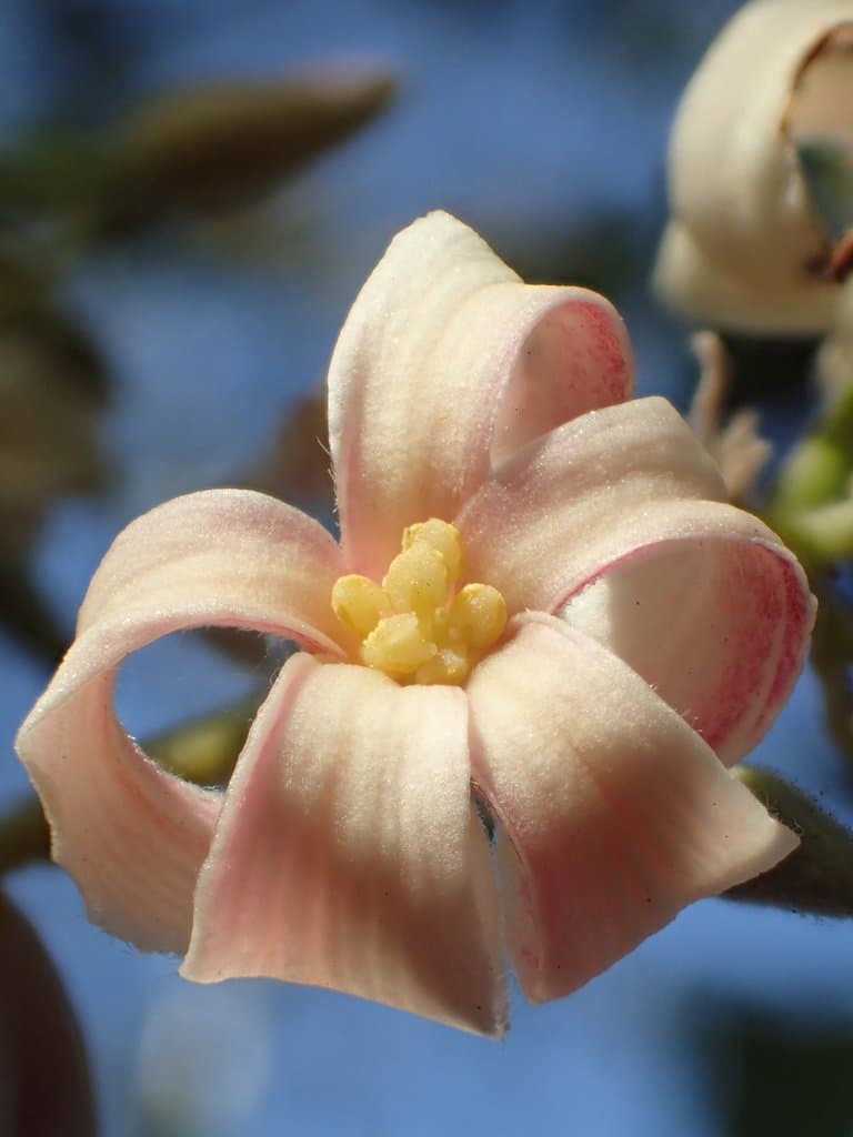 Reutealis trisperma (Blanco) Airy Shaw