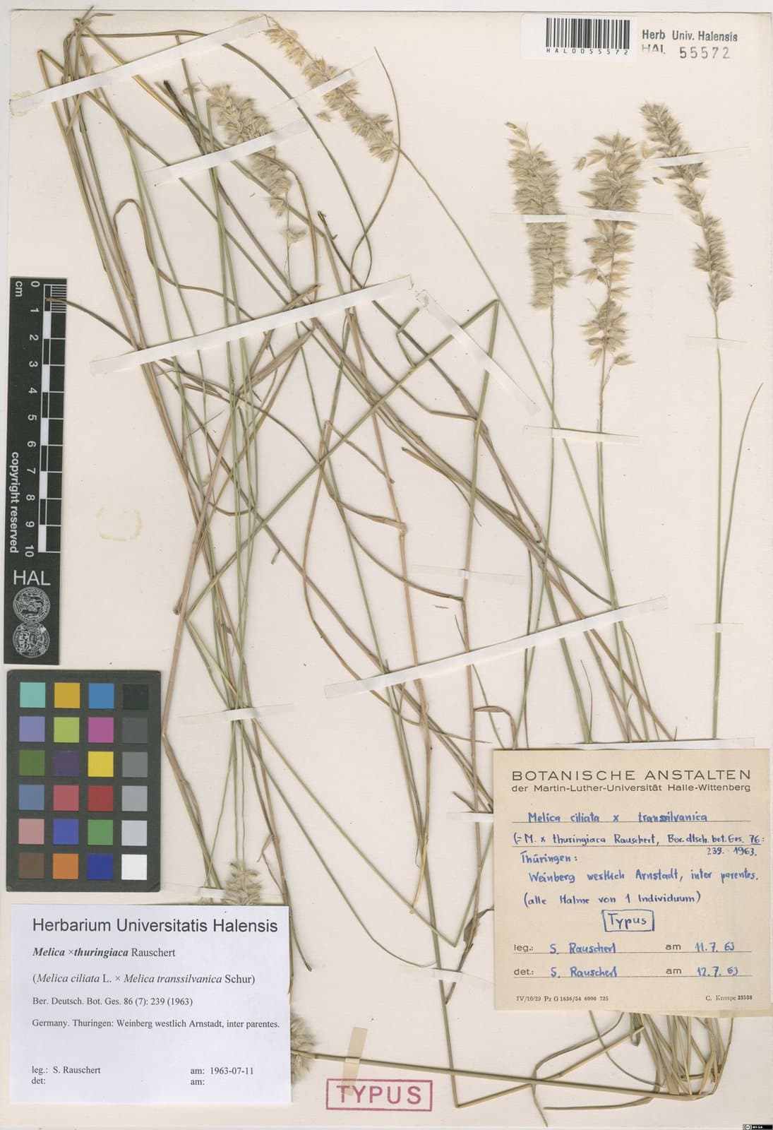 Melica ×thuringiaca Rauschert