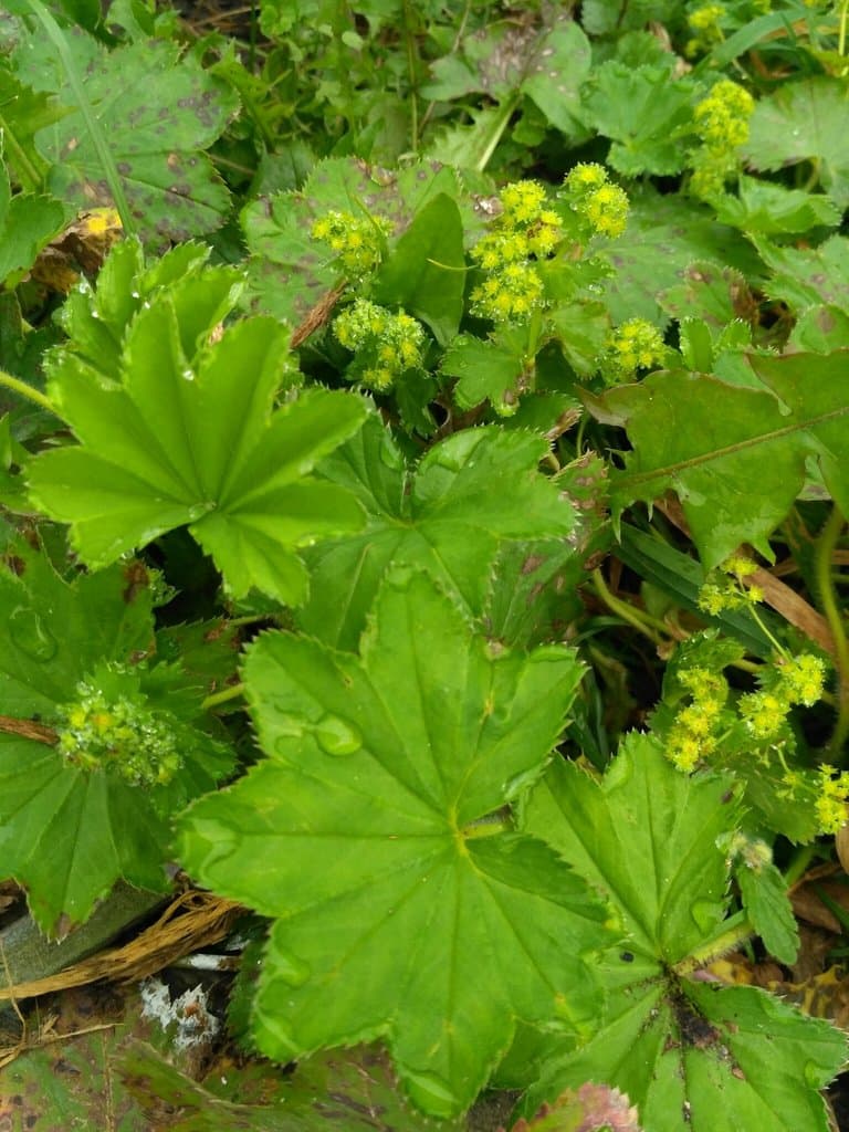 Alchemilla micans Buser