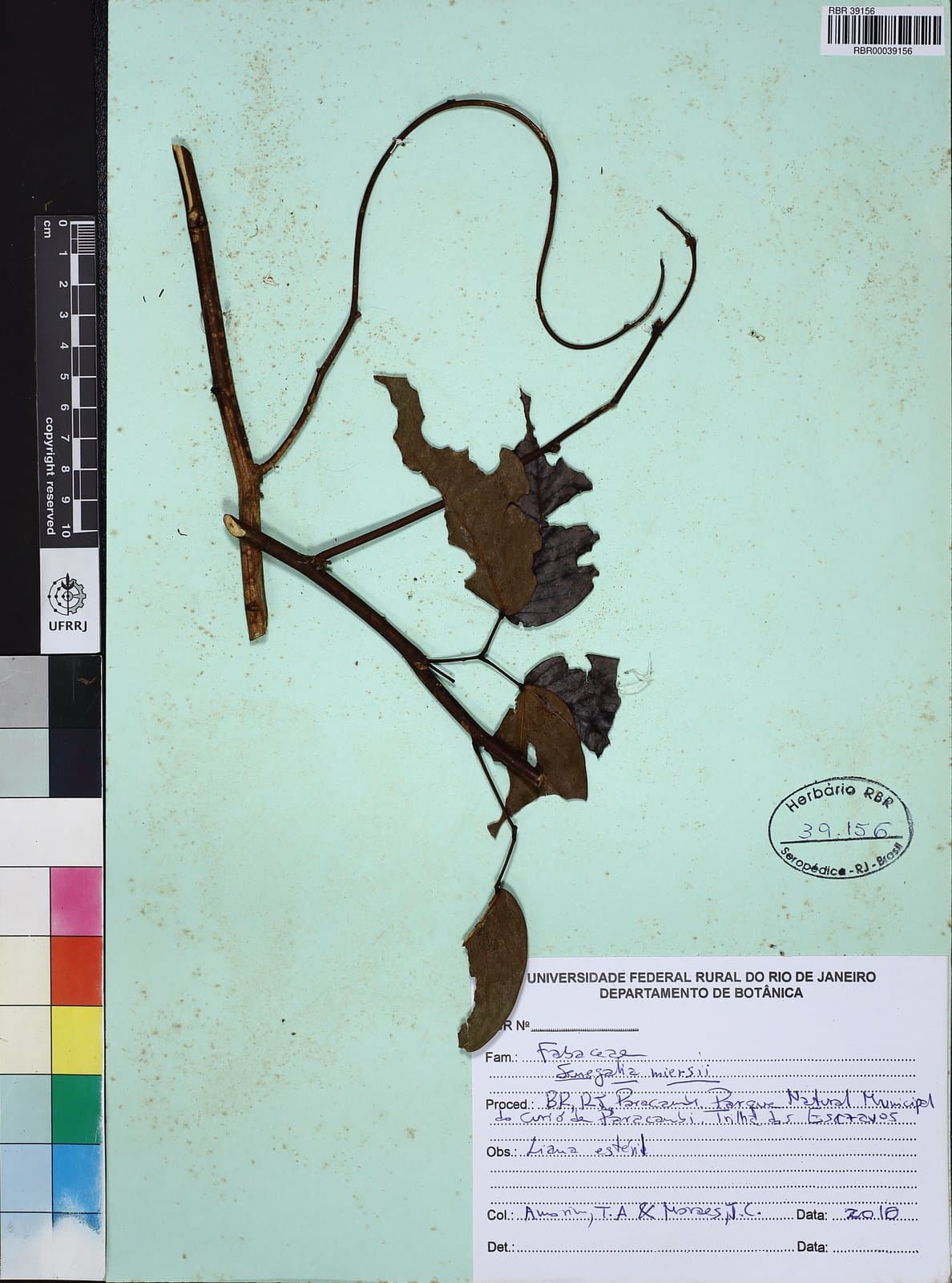 Parasenegalia miersii (Benth.) Seigler & Ebinger