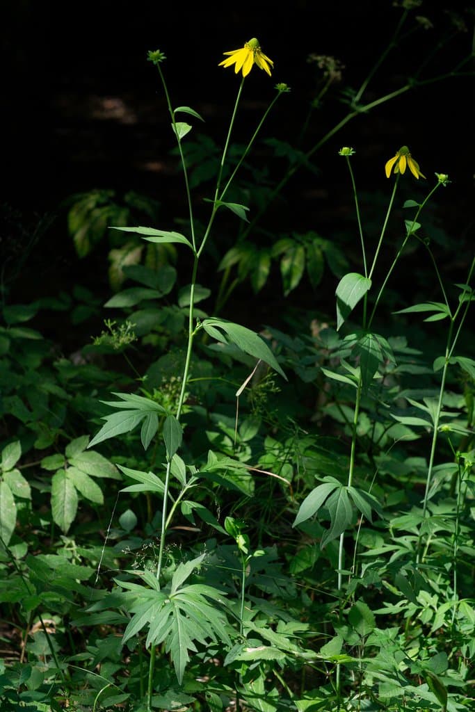 Rudbeckia laciniata L.