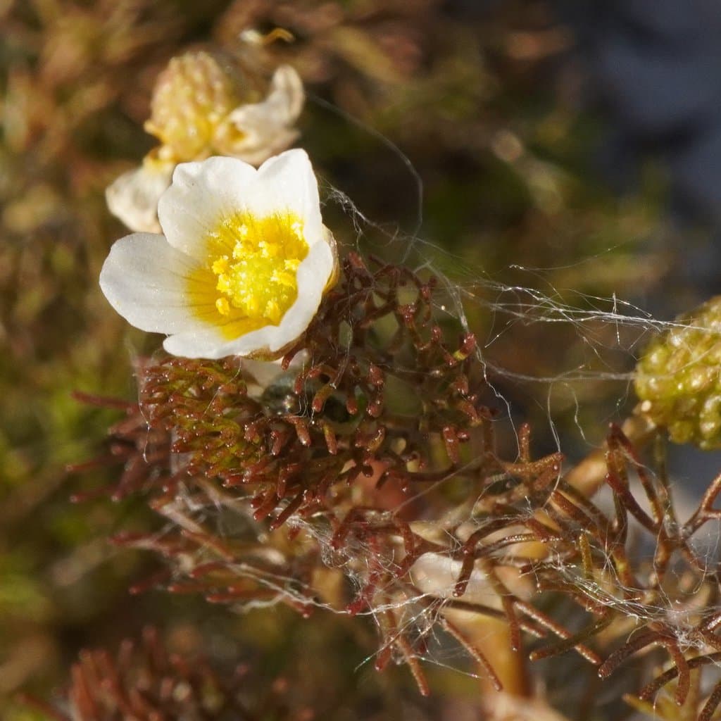 Ranunculus rionii Lagger