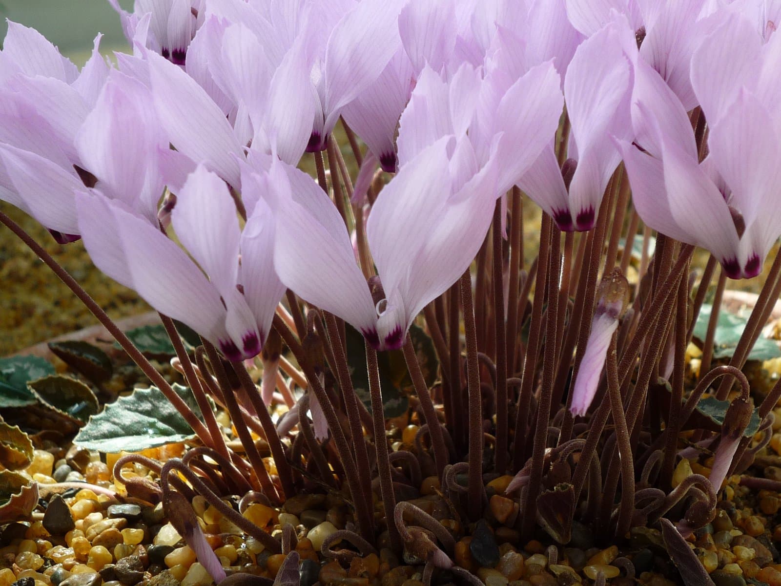 Cyclamen mirabile Hildebr.