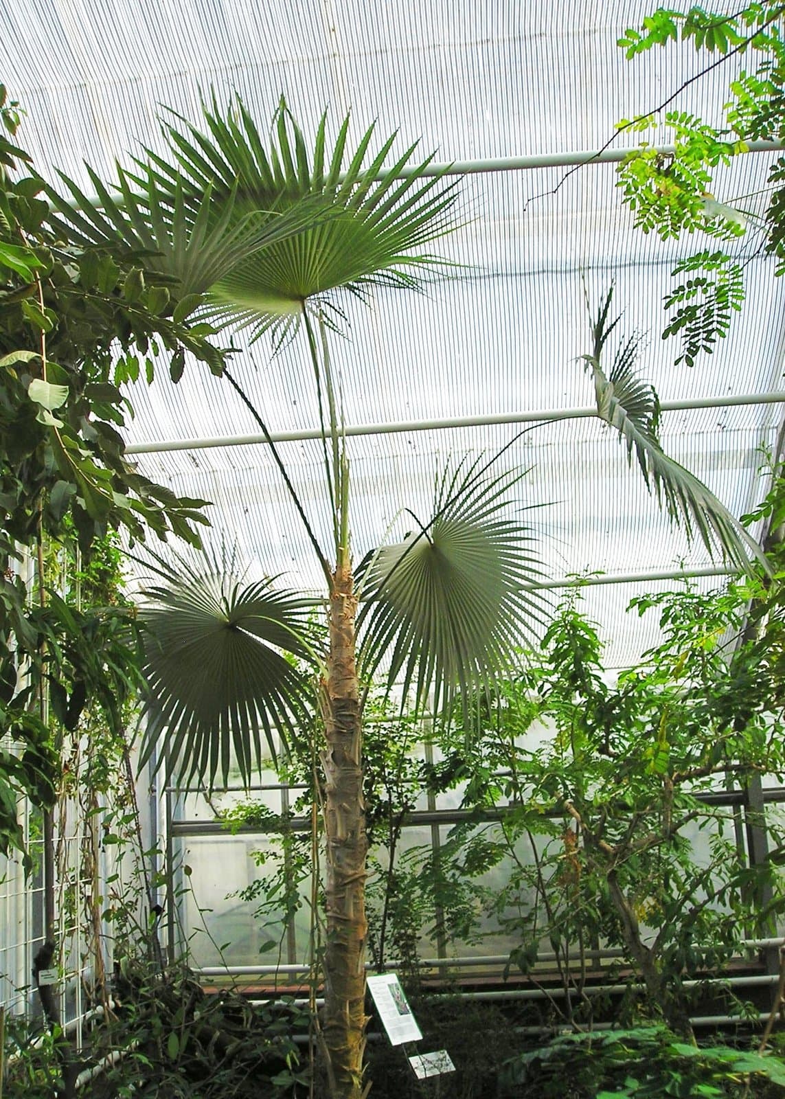 Coccothrinax barbadensis (Lodd. ex Mart.) Becc.