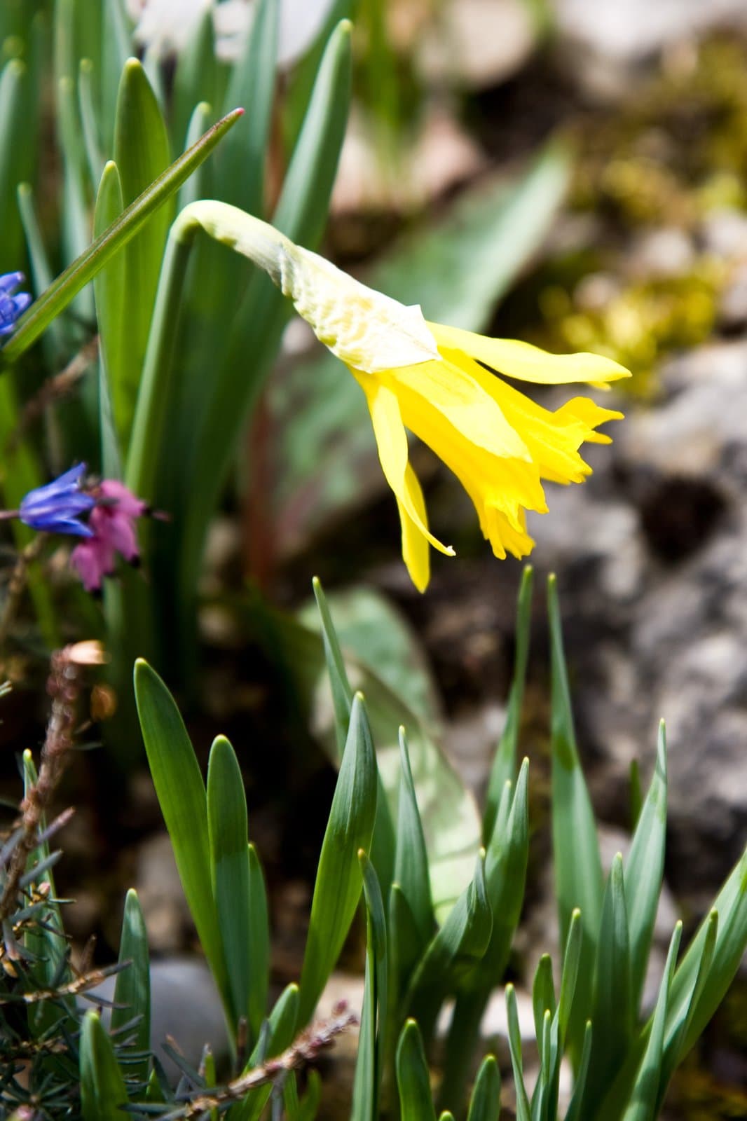 Narcissus minor L.