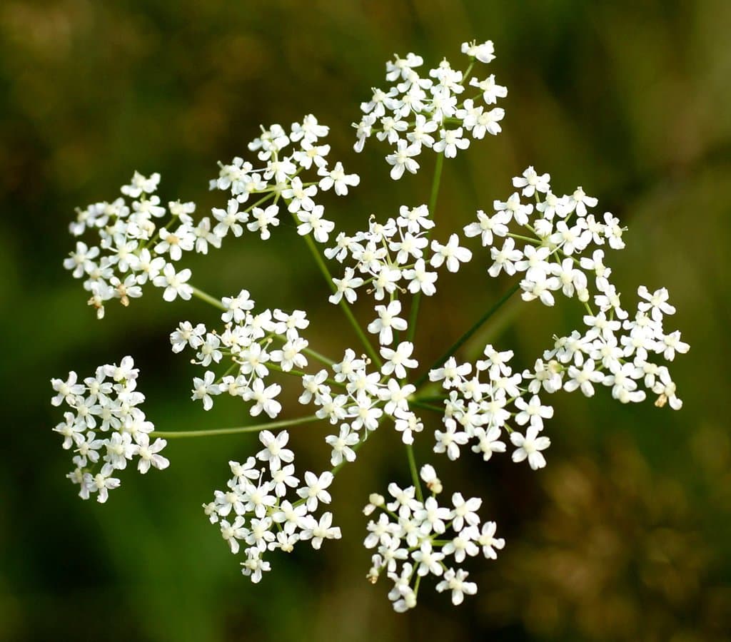 Pimpinella saxifraga L.