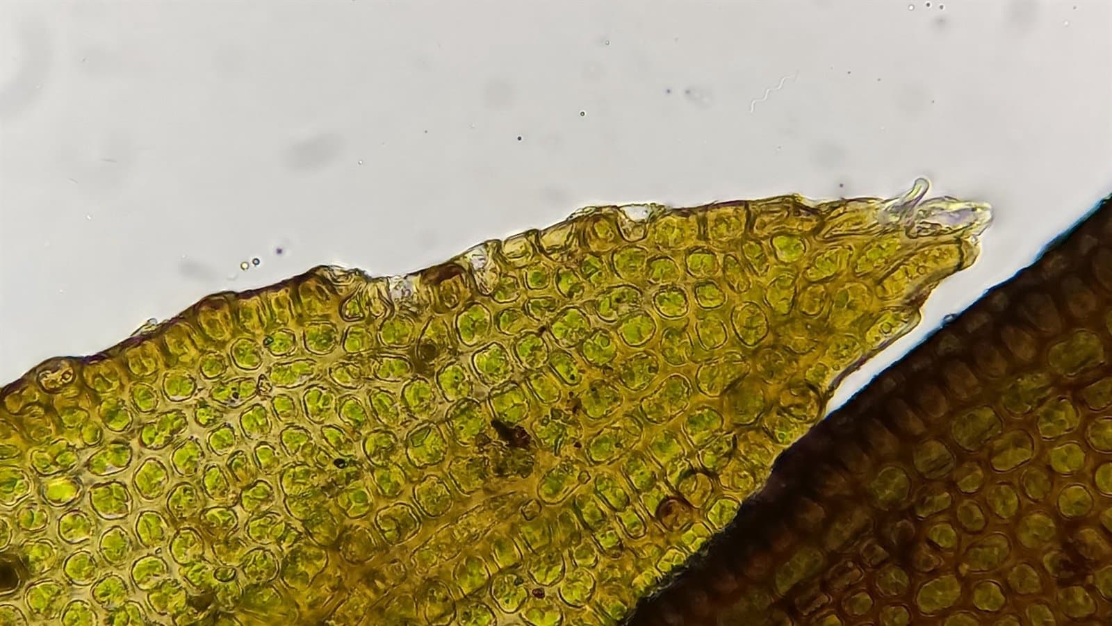 Schistidium platyphyllum (Mitt.) Perss.