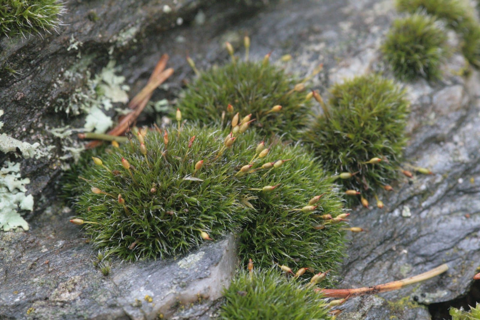 Grimmia longirostris Hook.