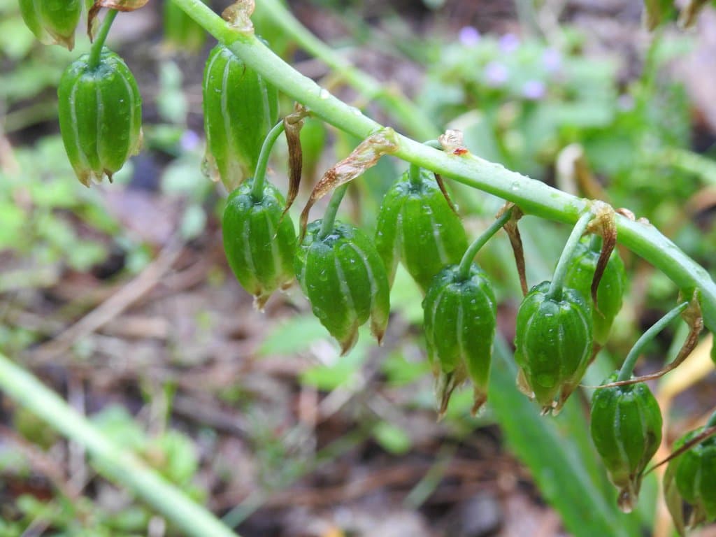Ornithogalum nutans L.