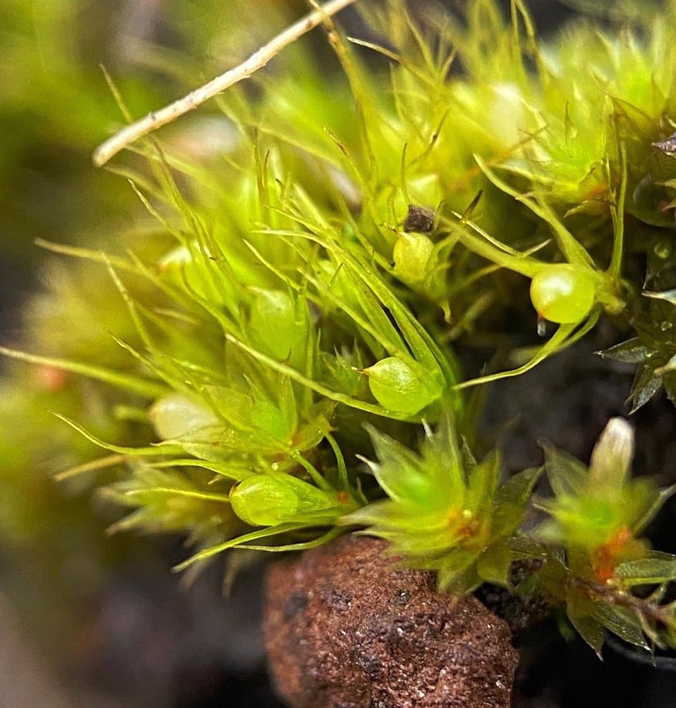 Pleuridium subulatum (Hedw.) Rabenh.