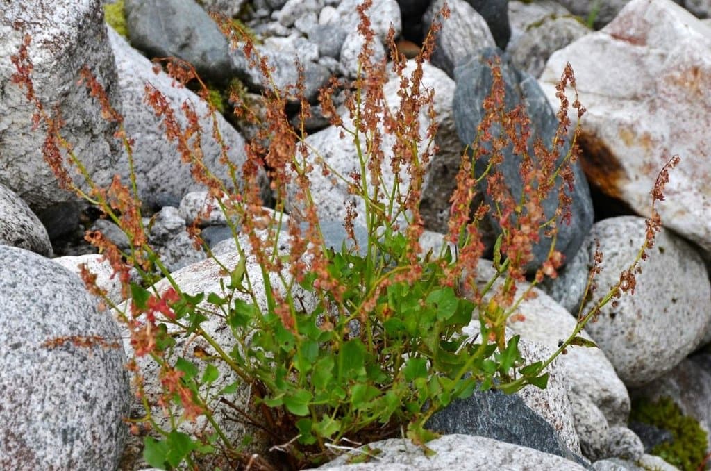 Rumex scutatus L.