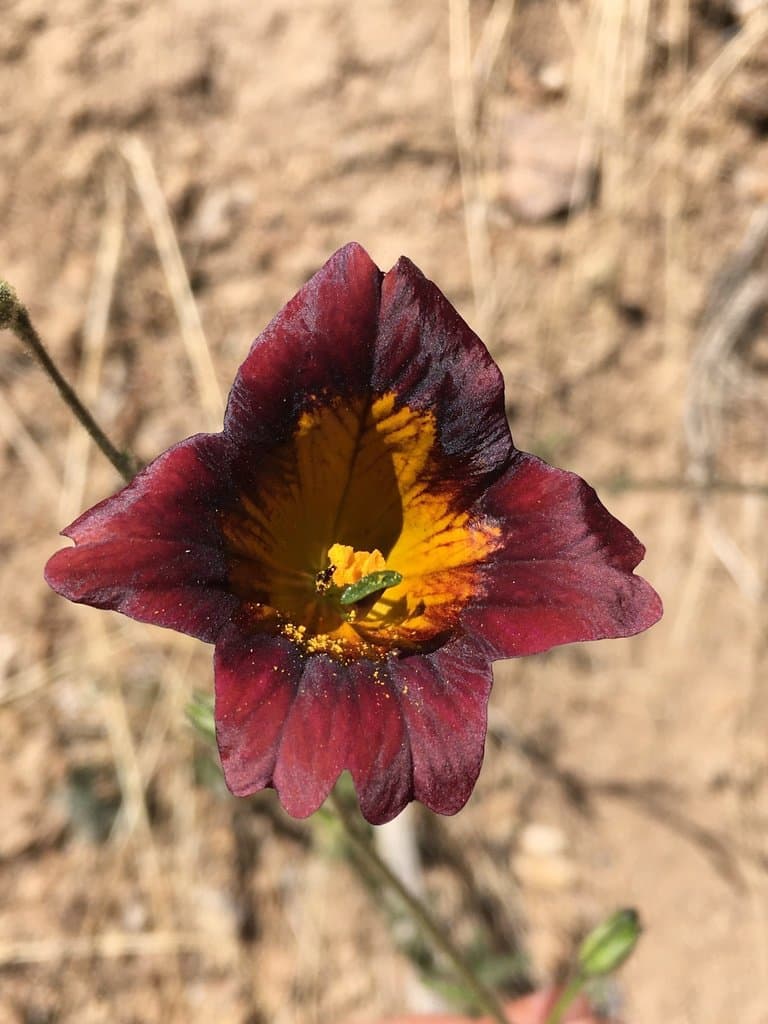 Salpiglossis sinuata Ruiz & Pav.