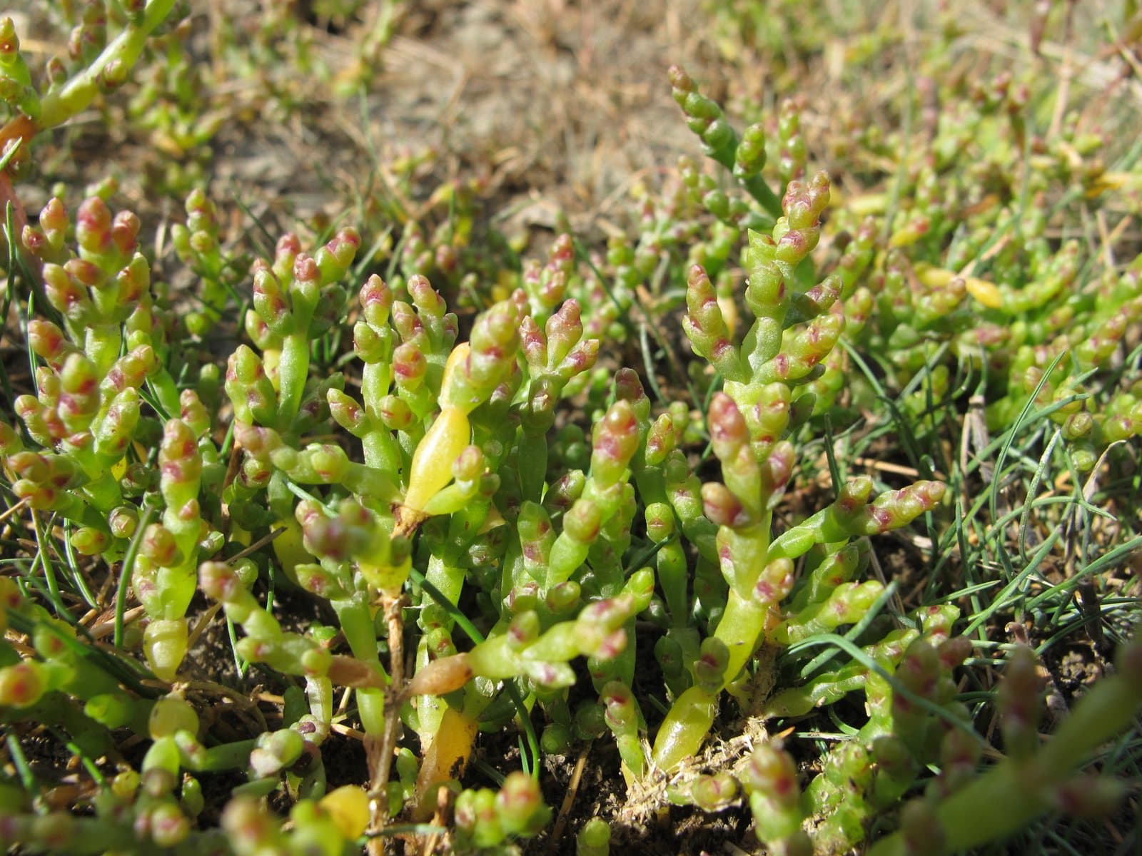 Salicornia pusilla J.Woods