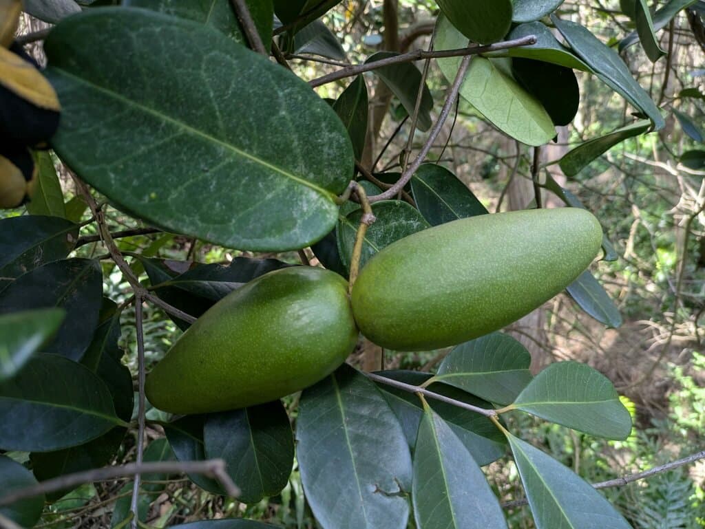 Stephanotis floribunda Brongn.