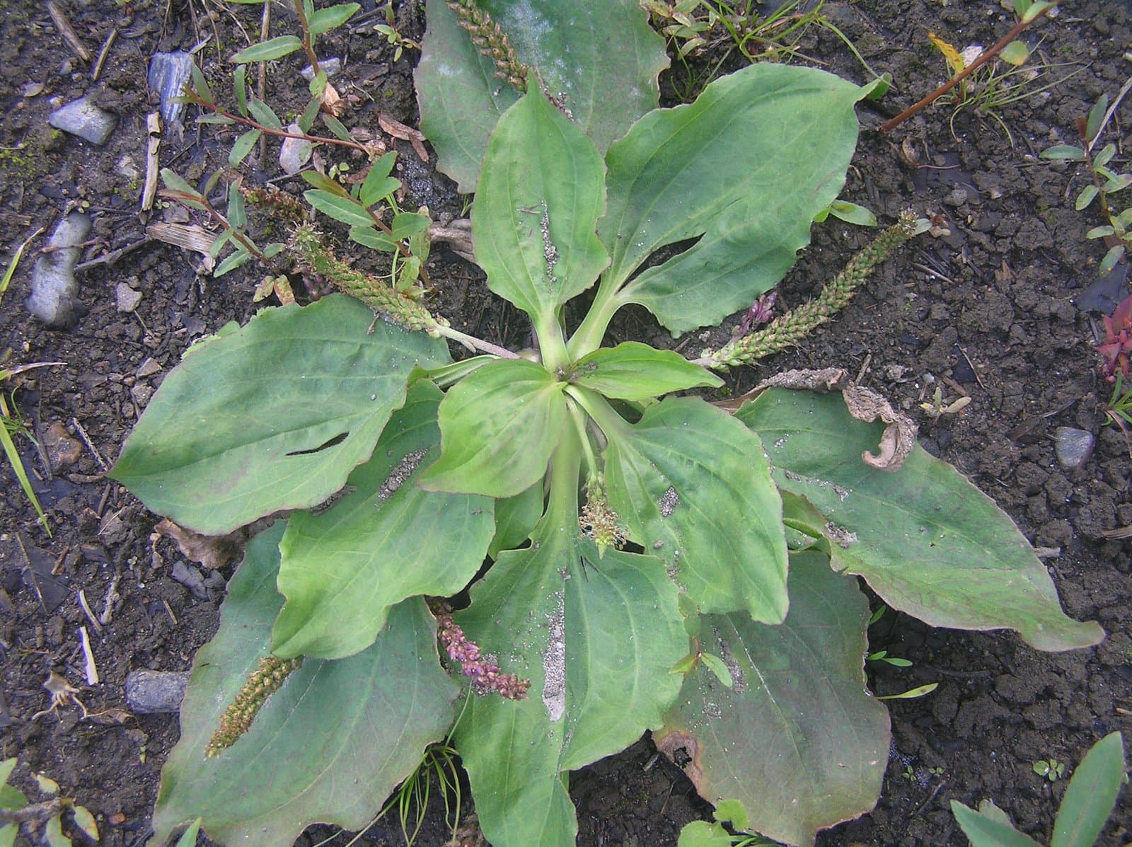Plantago uliginosa F.W.Schmidt