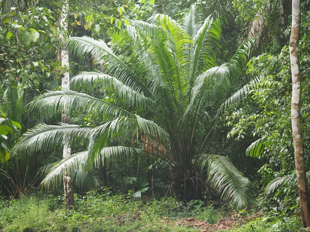 Elaeis oleifera (Kunth) Cortés