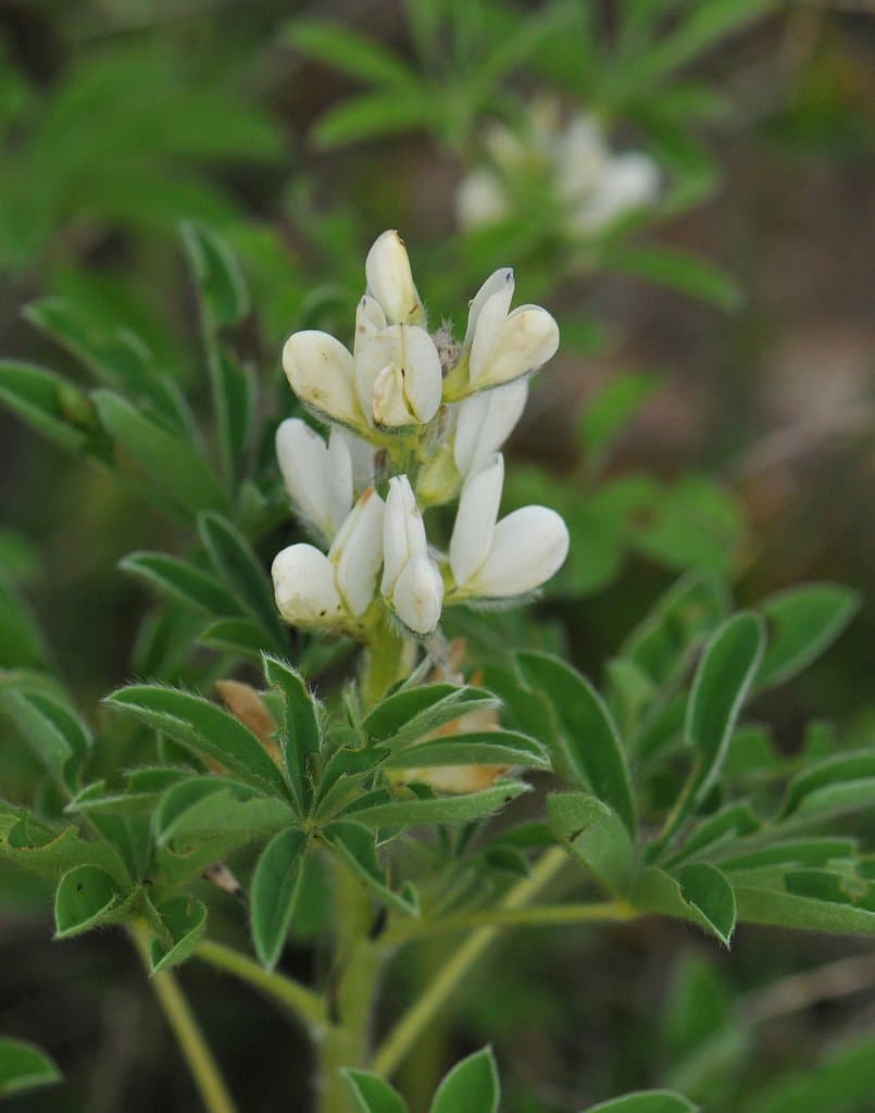 Lupinus albus L.