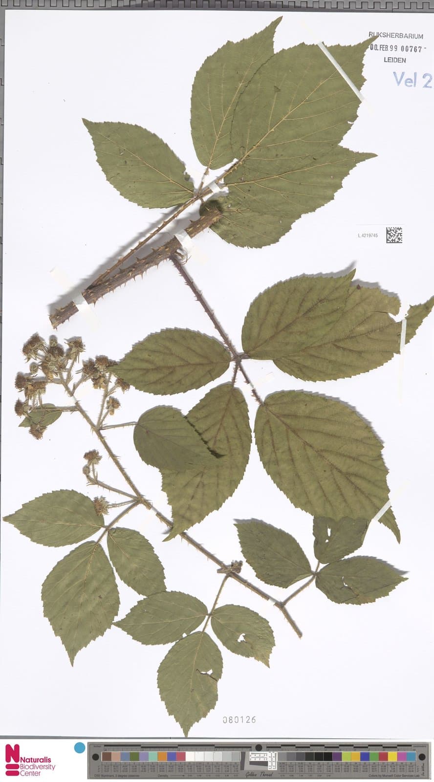 Rubus tereticaulis P.J.Müll.