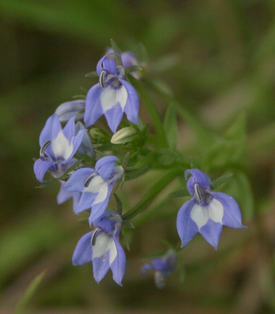 Downingia elegans (Douglas ex Lindl.) Torr.