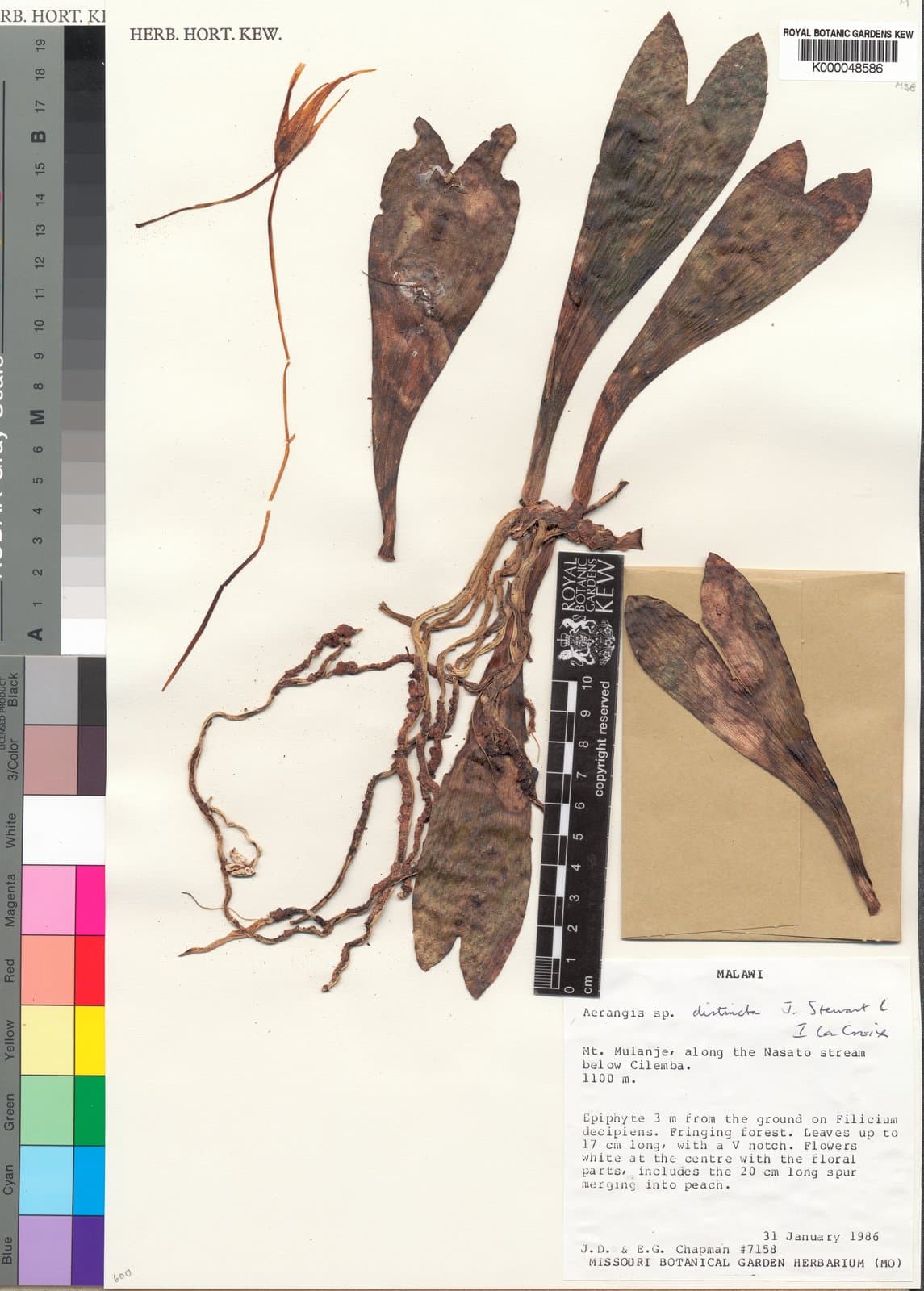 Aerangis distincta J.Stewart & la Croix