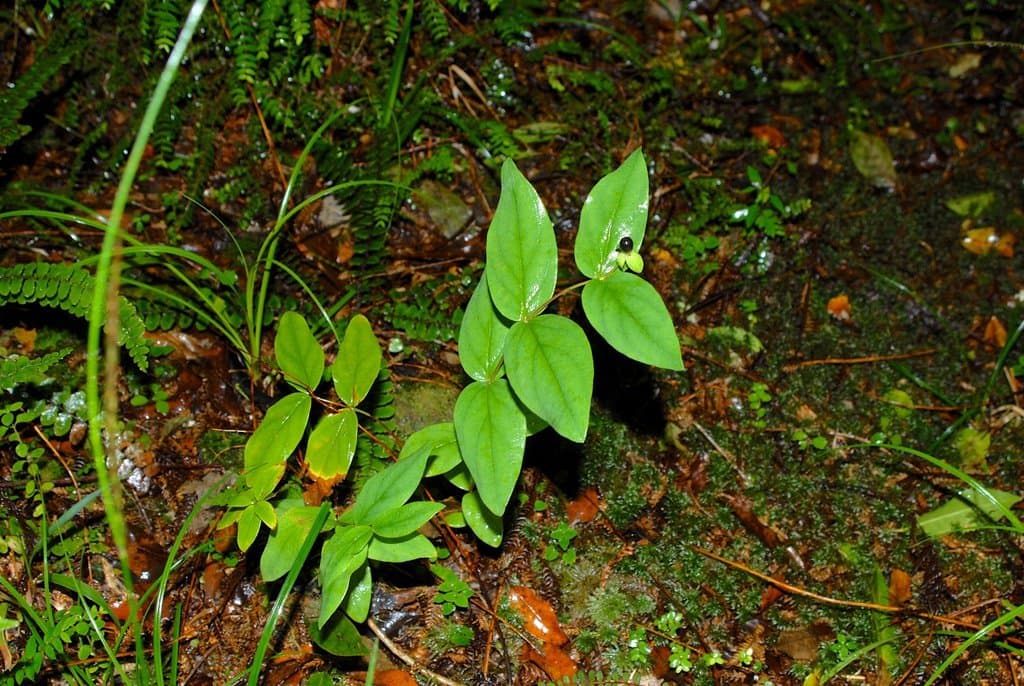 Hypericum androsaemum L.