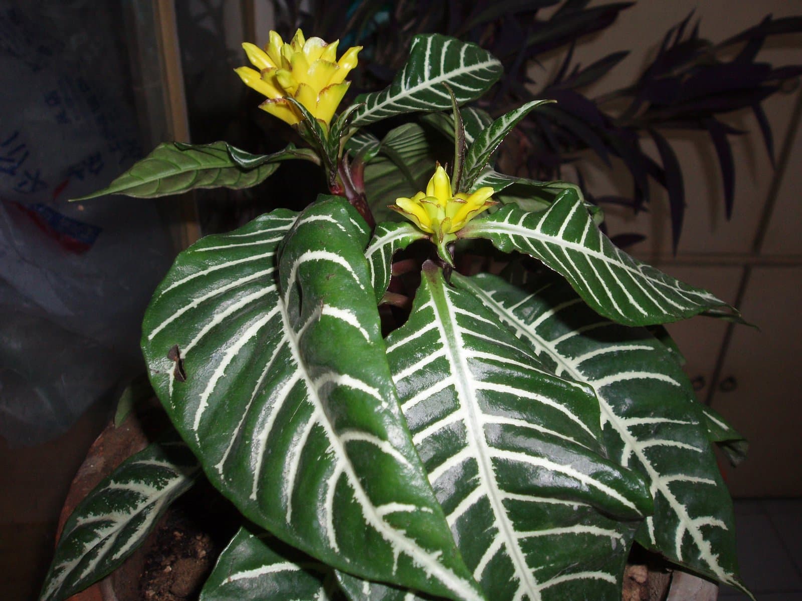 Aphelandra squarrosa Nees