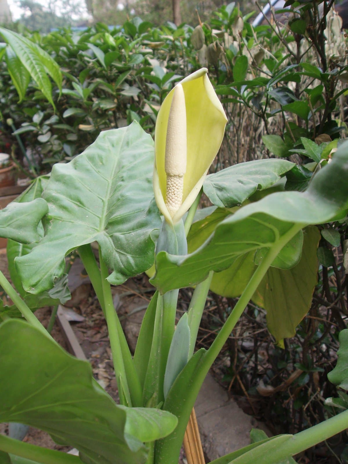 Alocasia macrorrhizos (L.) G.Don