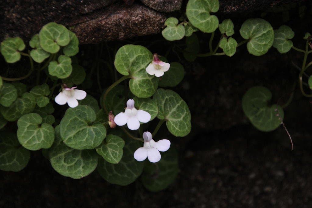 Cymbalaria hepaticifolia (Poir.) Wettst.