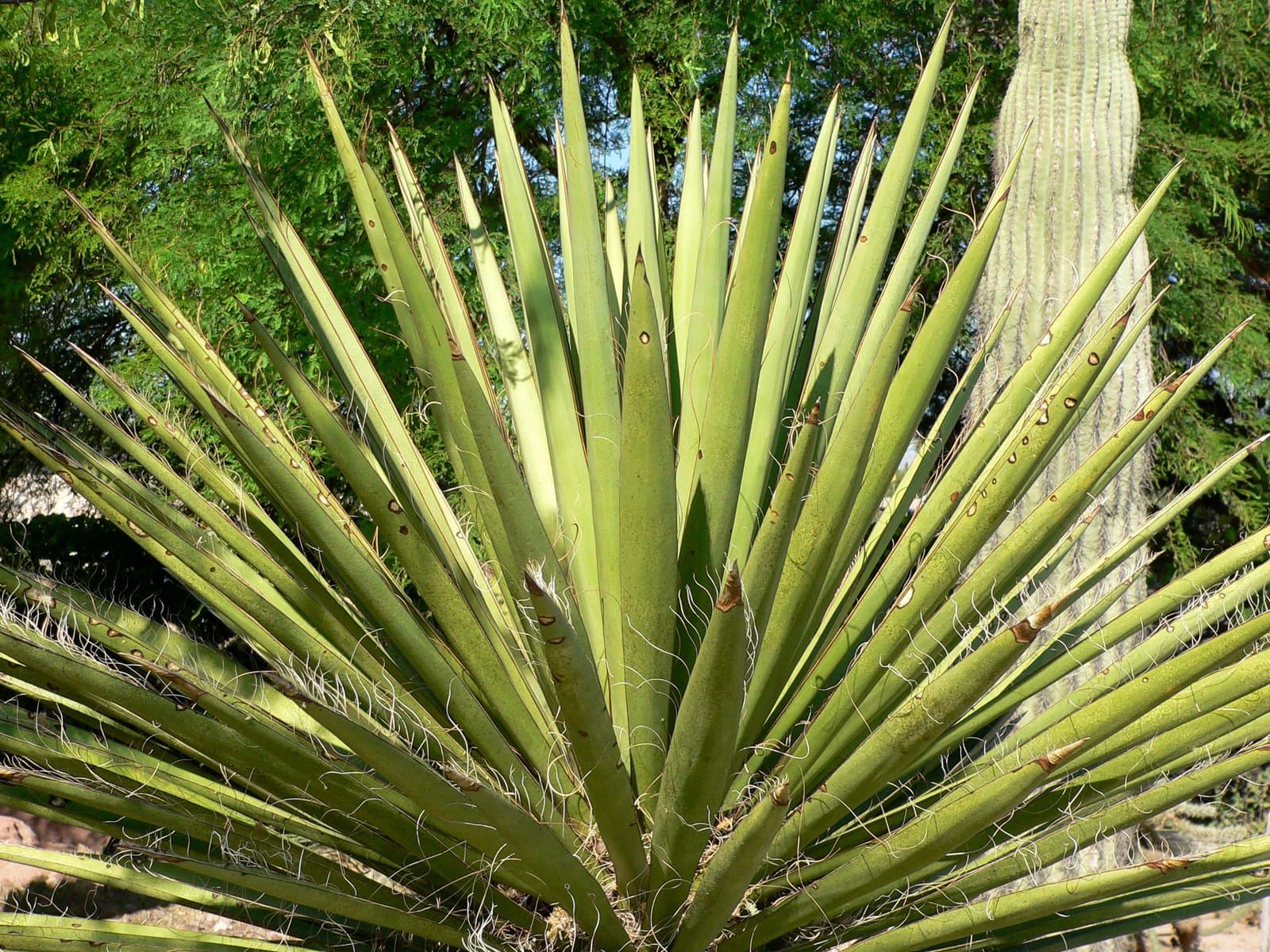 Yucca faxoniana (Trel.) Sarg.